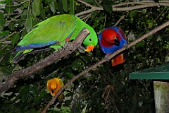 0697 Birdworld Kuranda
